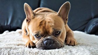 A french bulldog sleeping on the bed.