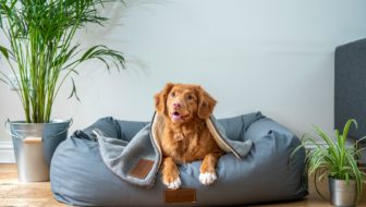 Best Pet Insurance For Pre Existing Conditions: Top Choices for Your Pet's Health